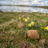 4-lac-jonquilles.jpg